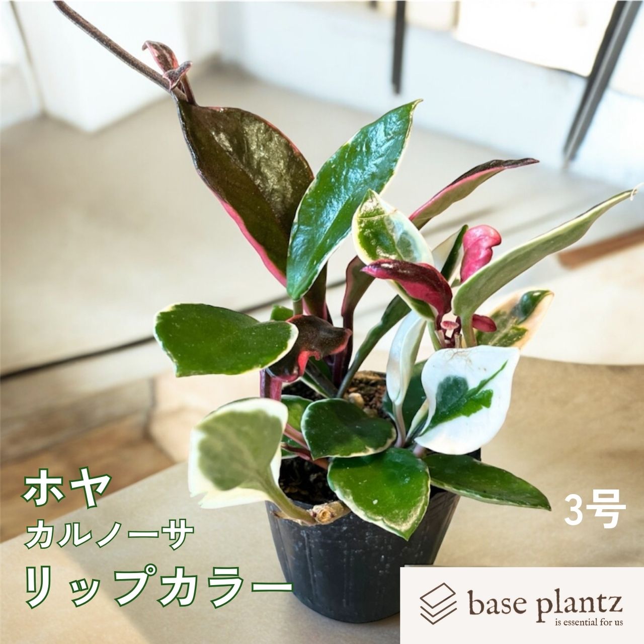 楽天市場】ホヤ 多肉 植物(花・ガーデン・DIY)の通販 楽天市場】ホヤ 多肉 植物(花・ガーデン・DIY)の通販