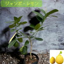 【楽天スーパーセールポイント最大46.5倍】 レモン ポンテローザ 苗木 実がなる 地植え