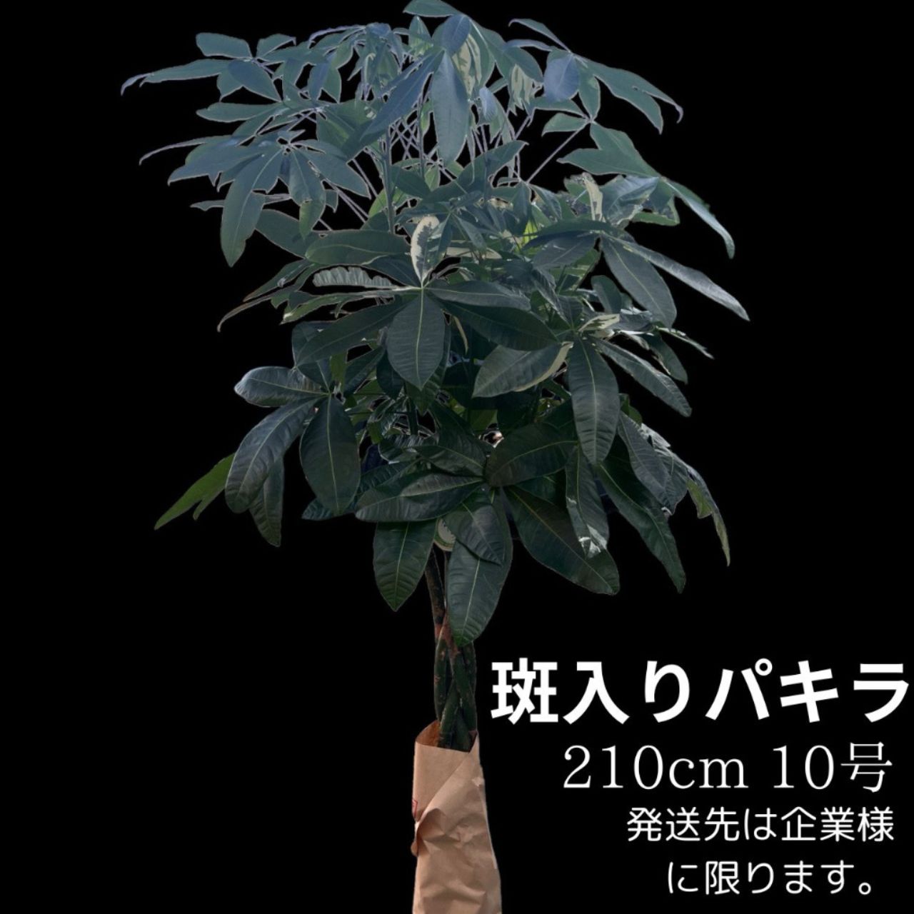 楽天市場】パキラ 斑入り(観葉植物|花・観葉植物):花 楽天市場】パキラ 斑入り(観葉植物|花・観葉植物):花