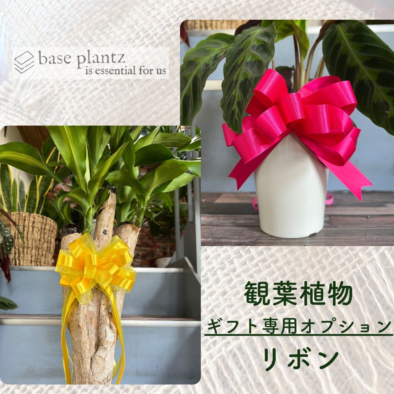 ギフト ラッピング 【リボンのみ】観葉植物用