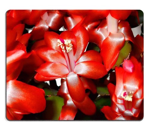 2010 Panini Americana センチュリーコレクション