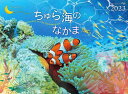 2023うみまーる中判ムーンカレンダー `ちゅら海のなかまたち−Friends of the Okinawan sea' (月の満ち欠け)(3)