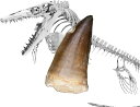 Tokyo Science 恐竜の化石「モササウルスの歯 化石 約30mm(Mosasaurus tooth/白亜紀後期/モロッコ王国)」オリジナル標本ケース入り
