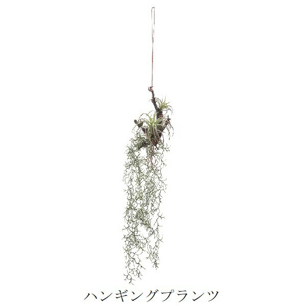 樂天商城 - ハンギングプランツ po-80975