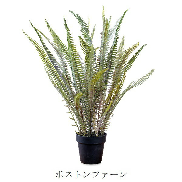 Rakuten - ボストンファーン po-80978