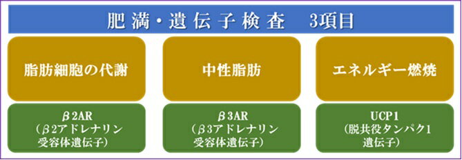 プロップジーン 肥満・遺伝子（DNA）検査3項目 口内粘膜 肥満体質判定 予防 2