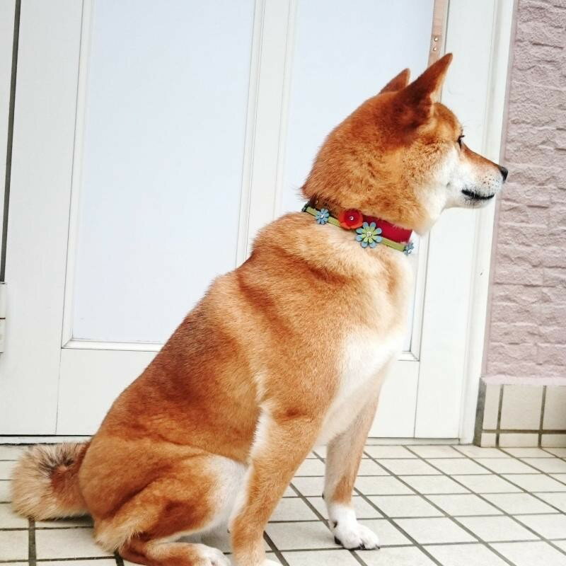 【中型犬用】セレブに大人気☆海辺で生まれたネックレスお花5つ付き（首回り40cmまで）Mサイズ【サーファー】【アロハ】【ハワイ】【セレブ】【ハワイアン】