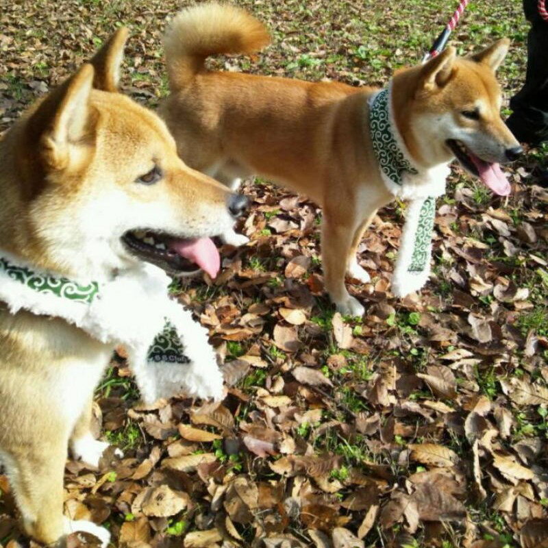 （中型犬）ぽっかぽかマフラー★首周り50cmまで。【中型犬】【柴犬】【コーギー】【唐草】【ドット】【迷彩】【イギリス】【ファー】【寒さ対策】【冬服】【犬マフラー】【冬】【犬用】【秋】【犬の服】【ペット】【ミックス犬】【プードル】