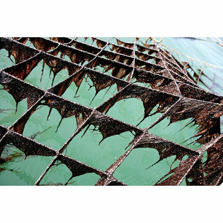 ��3�ĥ��åȡۤ����Τ� 8��32�� ̣�Τ� ̣���� ���� ������������ ������� ����Ŧ�� ������ ���� ̣�դ����� ����