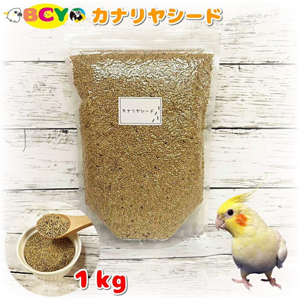 楽天市場】鳥 カナリアの通販 楽天市場】鳥 カナリアの通販