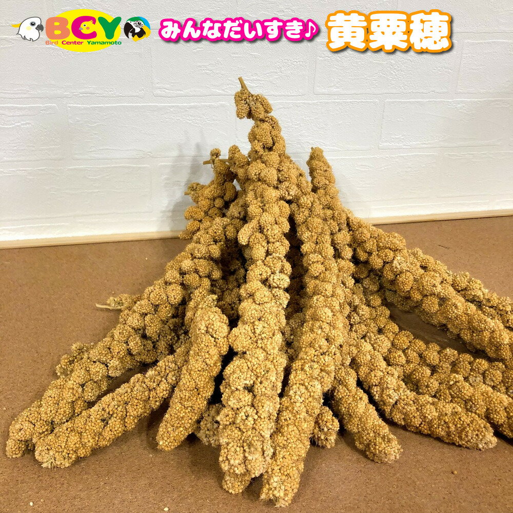 黄粟穂 100g 量り売り 黄粟 アワ ごはん 粟穂 黄 粟 穂 鳥 とり トリ インコ オウム おやつ お徳用 お特 大容量 お値打ち 安い 餌 エサ えさ