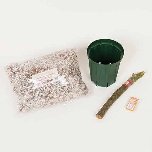 【Hawaiian Plants】ハワイアンプランツ：Plumeria プルメリア苗木　スターターセットのサムネイル