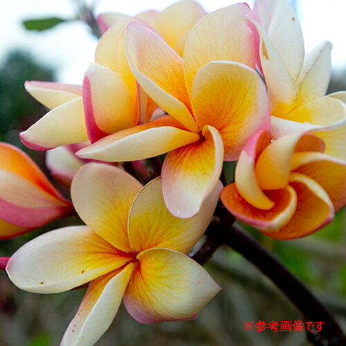 【Hawaiian Plants】ハワイアンプランツ：Plumeria プルメリア　鉢植え　5号　レインボーのサムネイル