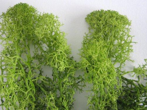 アイスランドモス　スプリンググリーン　【40gパック】