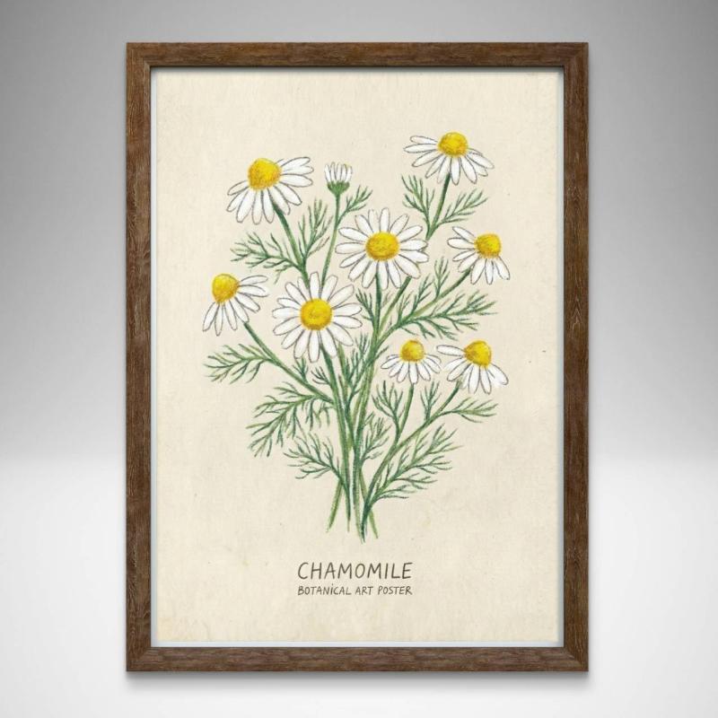 カモミール 白いお花の絵 A4サイズ フレーム付き ボタニカルポスター 北欧風
