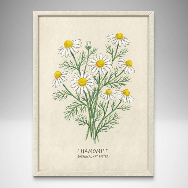 カモミール 白いお花の絵 A4サイズ フレーム付き ボタニカルポスター 北欧風