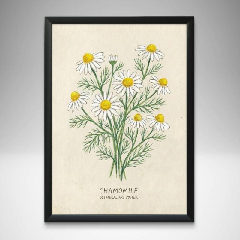カモミール 白いお花の絵 A4サイズ フレーム付き ボタニカルポスター 北欧風