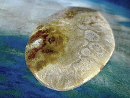 珊瑚石ペンダントトップ 大玉珊瑚化石-15 天然石ペンダントトップ コーラルストーンペンダントトップ 珊瑚ペンダントトップ