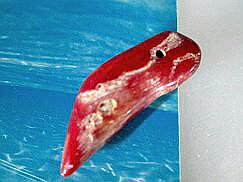 珊瑚 ペンダントトップ 赤サンゴ ペンダントトップ-64珊瑚 アクセサリー 珊瑚 ネックレス 製作用 珊瑚 赤珊瑚 赤サンゴ コーラル 珊瑚 ビーズ 珊瑚 ペン...