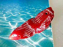 珊瑚 ペンダントトップ 赤サンゴ ペンダントトップ-72珊瑚 アクセサリー 珊瑚 ネックレス 製作用 珊瑚 赤珊瑚 赤サンゴ コーラル 珊瑚 ビーズ 珊瑚 ペン...