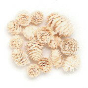 アクセサリーパーツ　ドライフラワー　ミニツガ（白色）アクセサリーパーツとしてのドライフラワー　 木の実　花材ドライフラワー 　花材で手作りネックレスに挑戦自然たっぷりのネックレス作ってみませんか