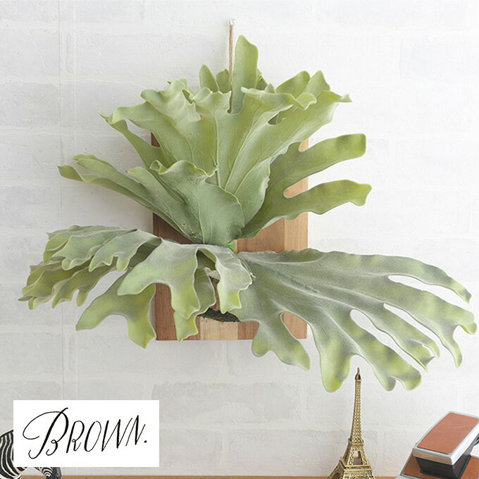 Brown.ブラウンビカクシダウォ...