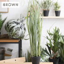 Brown. ブラウン グラス ポット 991050 観葉植物 フェイクグリーン インテリアグリーン 鉢 おしゃれ ボタニカル グリーンディスプレイ リビング ...