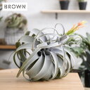 Brown. ブラウン キセログラフィカ ピック 花付 991170 観葉植物 造花 フェイクグリーン インテリアグリーン 北欧 ンテリア ボタニカル グリーン...