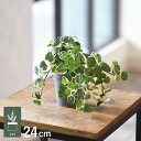 プミラ ポット GLA-1529-GR 観葉植物 フェイクグリーン インテリアグリーン リラックス 癒し 造花 北欧 ンテリア 鉢植 ボタニカル グリーンディス...