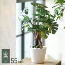 モンステラ ポット GLA-1232 観葉植物 フェイクグリーン インテリアグリーン リラックス 癒し 造花 北欧 ンテリア 鉢植 ボタニカル グリーンディスプ...