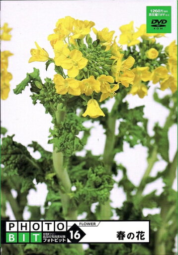 【中古】 Photobit 16 春の花 【中古】 Photobit 16 春の花