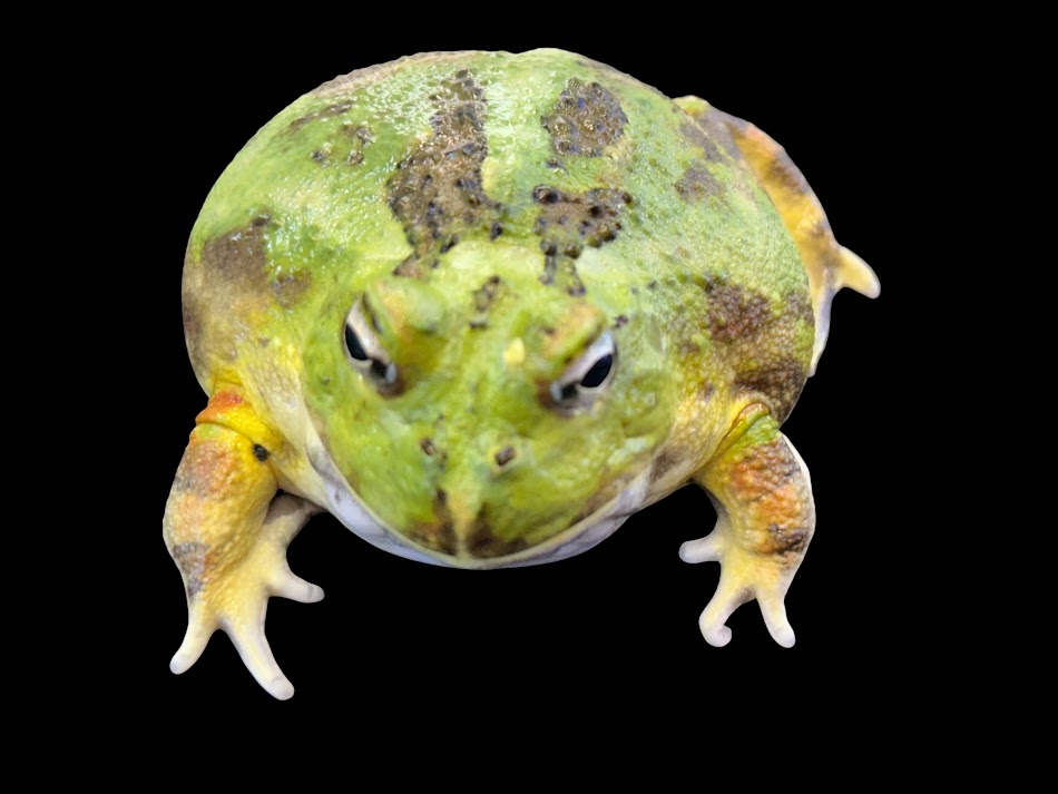 Rakuten - 【BearsFrog】クラチャコガエル　グリーン系　国内CB　約6～7cm　1匹　オス