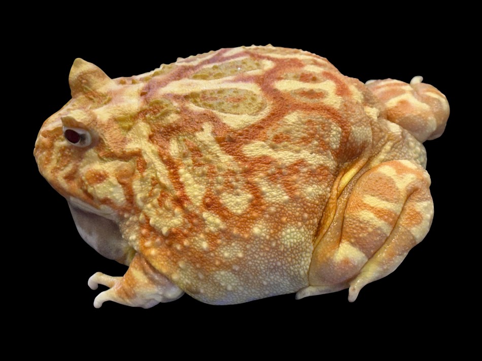 【BearsFrog】クランウェルツノガエル　ストロベリー　アプリコット　アルビノ　オス　国内CB　約7～8cm　1匹 3