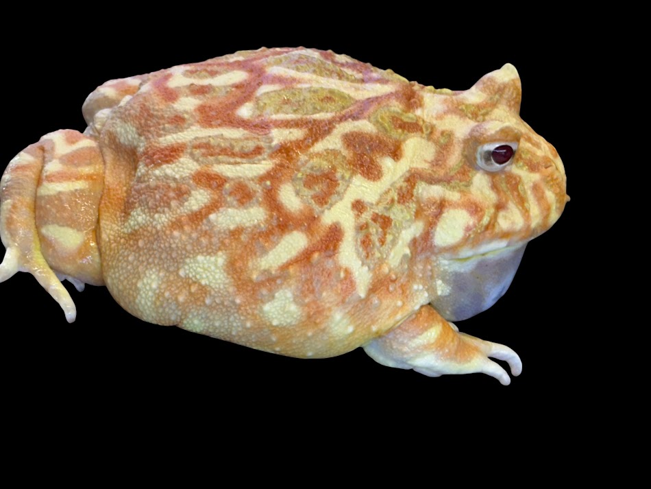 【BearsFrog】クランウェルツノガエル　ストロベリー　アプリコット　アルビノ　オス　国内CB　約7～8cm　1匹 2