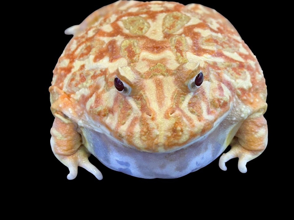 Rakuten - 【BearsFrog】クランウェルツノガエル　ストロベリー　アプリコット　アルビノ　オス　国内CB　約7～8cm　1匹