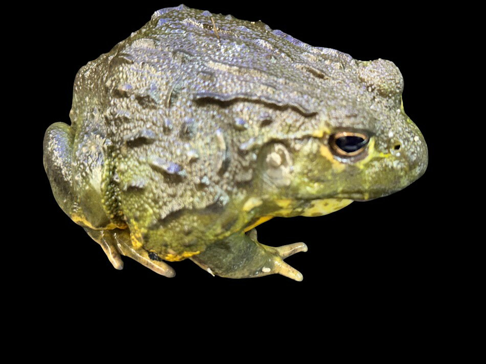 Rakuten - 【BearsFrog】アフリカウシガエル　韓国CB　約7~9cm　1匹 訳アリB品