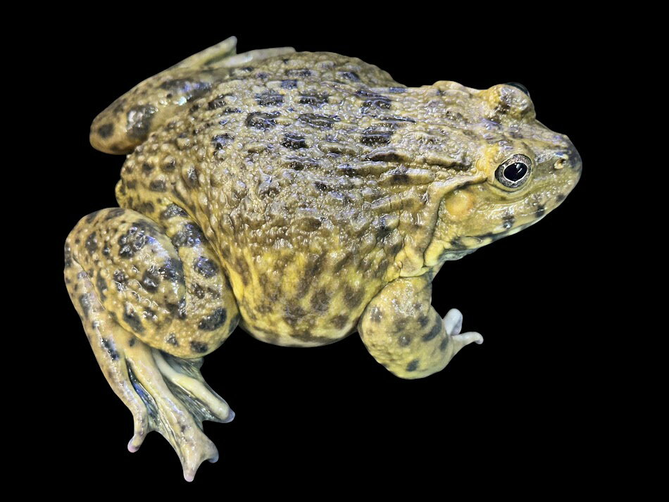 Rakuten - 【BearsFrog】ババトラフガエル　タイCB　約10cm　1匹　訳アリB品