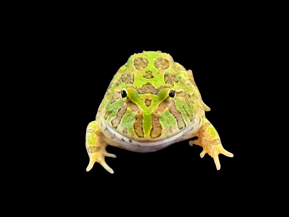 Rakuten - 【BearsFrog】バジェベルツノガエル　国内CB　約3cm　1匹