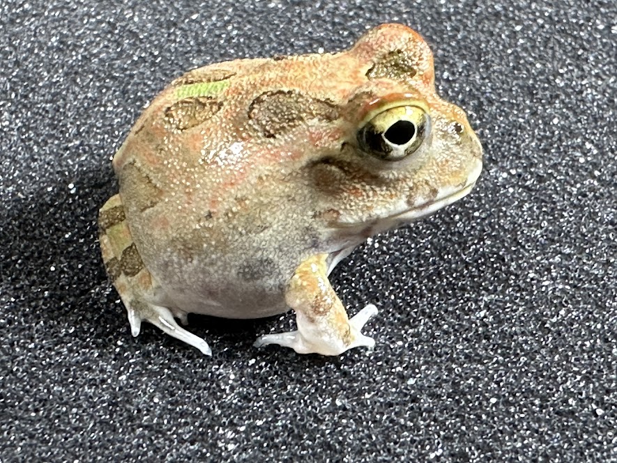 【BearsFrog】チャコガエル　ブラウン系　国内CB　約2~2.5cm　1匹　北海道、青森発送不可！