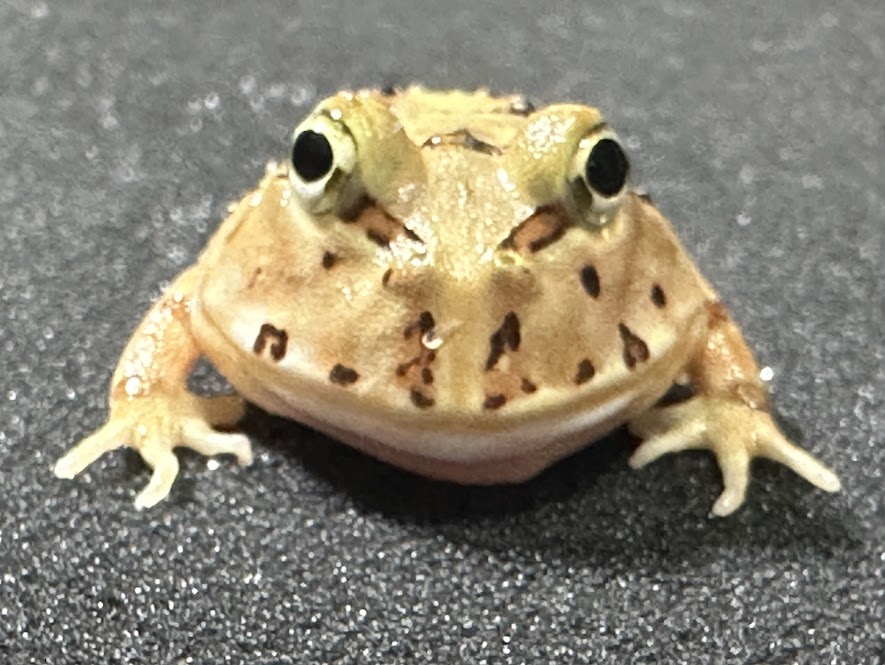 【BearsFrog】ブラジェットガエル　国内CB　約3.5～4cm　1匹