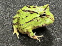 【BearsFrog】ファンタジーツノガエル グリーン 国内CB 約2.5~3cm 1匹