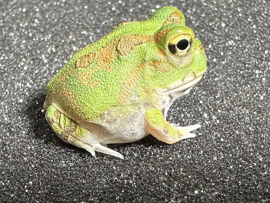 BearsFrogۥ㥳롡꡼ϡCB22.5cm1ɤ