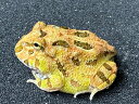 【BearsFrog】クランウェルツノガエル　グリーン＆ブラウン ミックスカラー　国内CB　約3cm　1匹　北海道、青森発送不可！