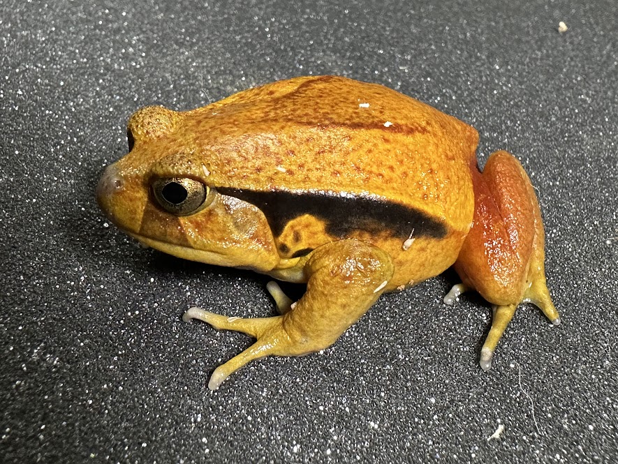 【BearsFrog】サビトマトガエル　約5～6cm　1匹のサムネイル