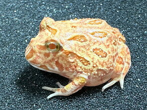 【BearsFrog】クランウェルツノガエル　ストロベリー　アプリコット　アルビノ　国内CB　約3cm　1匹　北海道、青森発送不可！