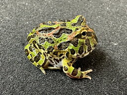 【BearsFrog】ベルツノガエル　国内CB　約2．5～3cm　1匹　北海道、青森発送不可！