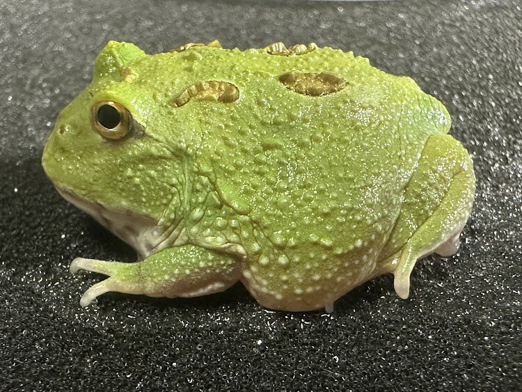 【BearsFrog】クランウェルツノガエル　マスカット　国内CB　約3cm　1匹　北海道、青森発送不可！