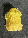 【BearsFrog】クランウェルツノガエル　レモン　フルスポットパターンレス　アルビノ　国内CB　約3cm　1匹　北海道、青森発送不可！