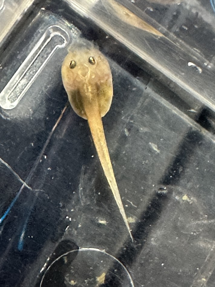 【BearsFrog】アマゾンツノガエル おたまじゃくし　約4cm　1匹