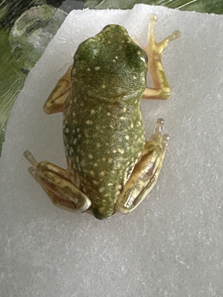 BearsFrogۥᥬ ѡΡե졼A졼ɡCB3cm1ɤ